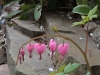 Bleeding Hearts