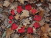 Circle of Red Leaves