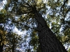Looking Up