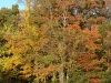 Autumn Woods