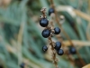 Wild Berries