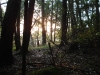 Sunrise Up The Trail