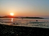 Hollyhock Sunset