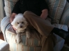 Stan Stewart and Scout