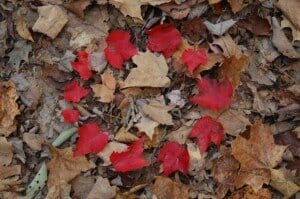 Circle of Leaves for my Dancing Feet