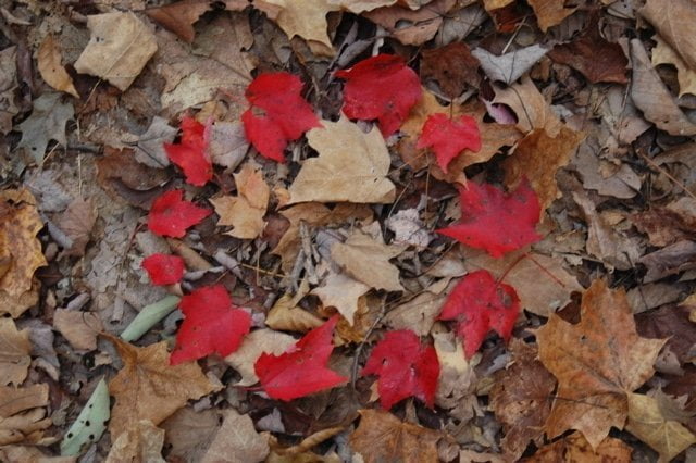 Circle of Leaves for my Dancing Feet