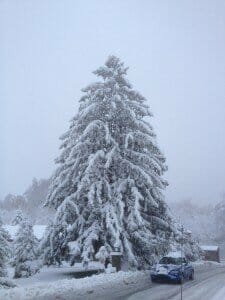 SnowTree