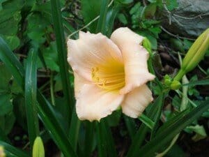 Roll Bloom