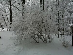 Winter Tree