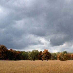 Autumn Trees