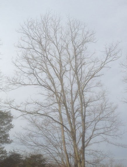 Winter Tree for Another Thing