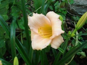 bloom