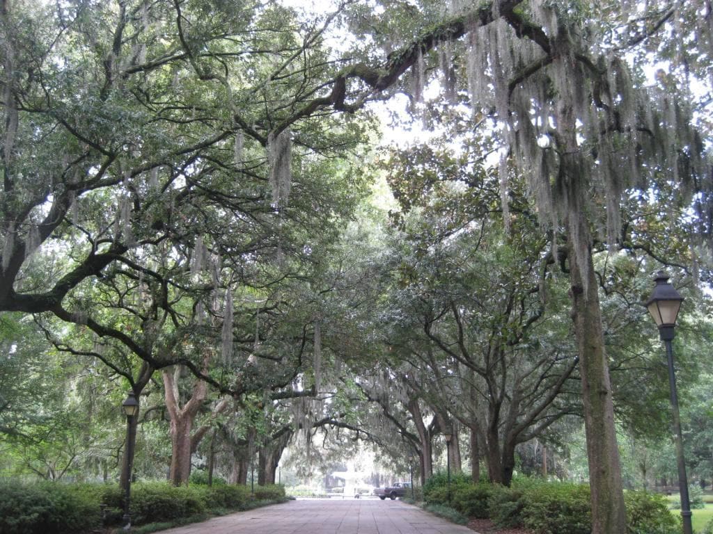 Photo by Patrick Ross of Savannah