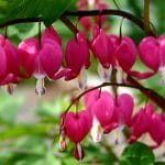 A line of bleeding heart blossoms dangling from a delicate branch