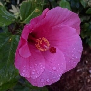 Hope Suite album cover is a big, beautiful pink bloom