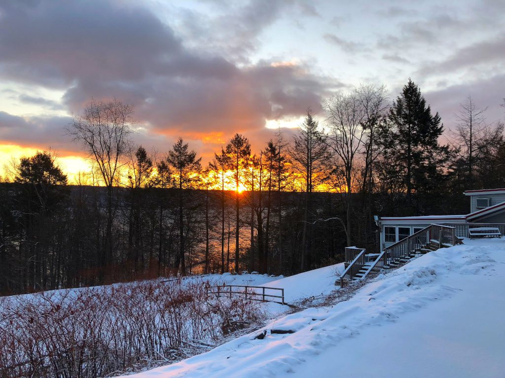 Resilience Winter Trees