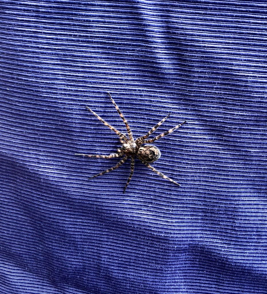 What scares you? - spider on blanket