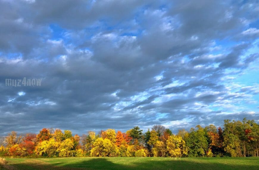 A colorful autumn line of trees with cloudy skies above them.