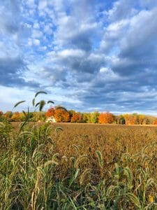 An autumn field with a colorful line of trees behind it. The sky is cloudy.