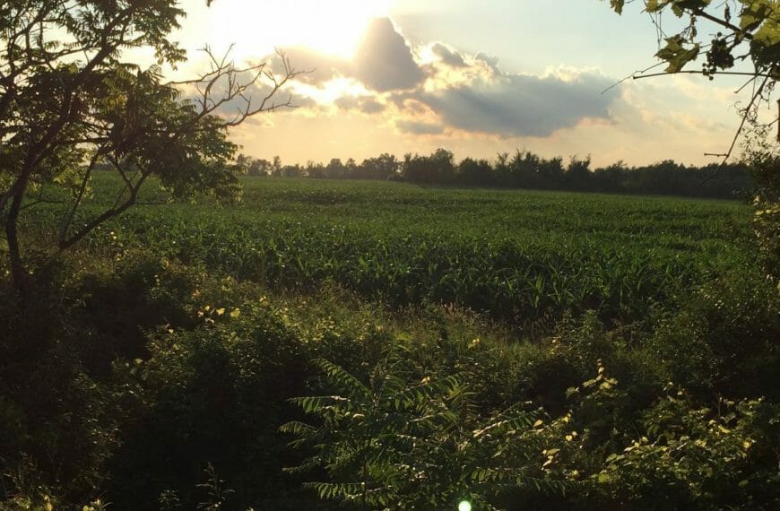 The sunset shines through clouds framed by trees - DreamState
