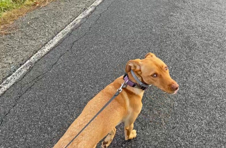 A golden puppy looks back at us