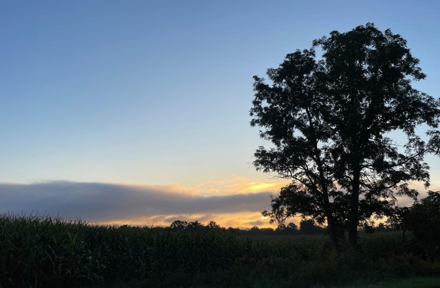 The sun sets against silky, low clouds, behind a lone tree. This photo will become the cover of " In Memory of Tom "