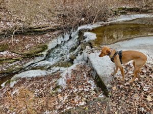 A brown dog looks at an icy waterfall in the forest. This became the cover photo for First Snow musical suite.