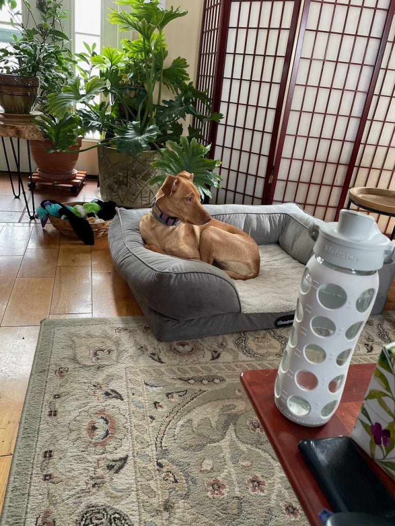 A brown dog sits in her bed. In the foreground is a grey water bottle on the corner of a wooden table. Behind the dog are some potted plants next to a window. For the blog post, "Changed Mobility - Changed Perspective".
