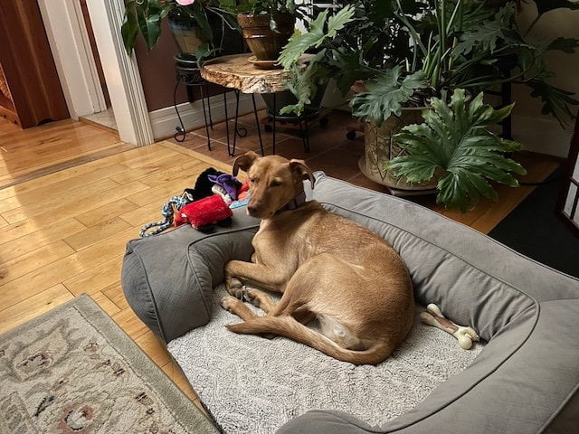 A brown dog lies in her dog bed with puppy toys around her.
