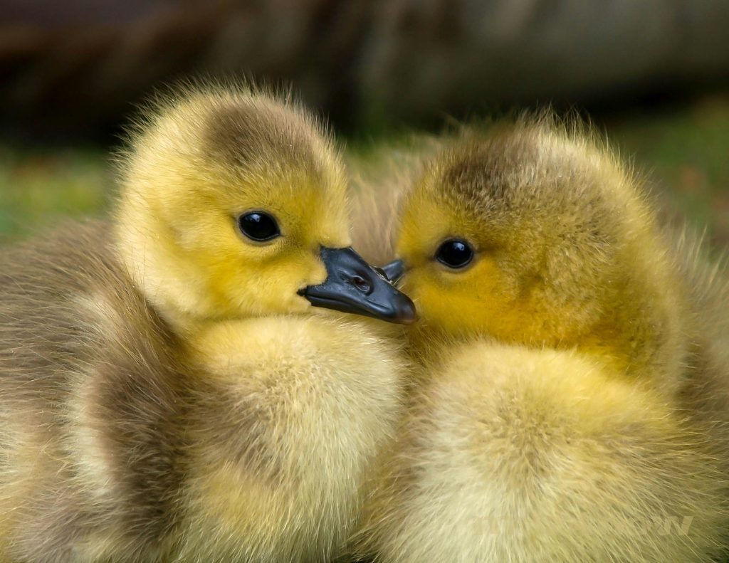 Two fluffy duck chicks snuggle together.