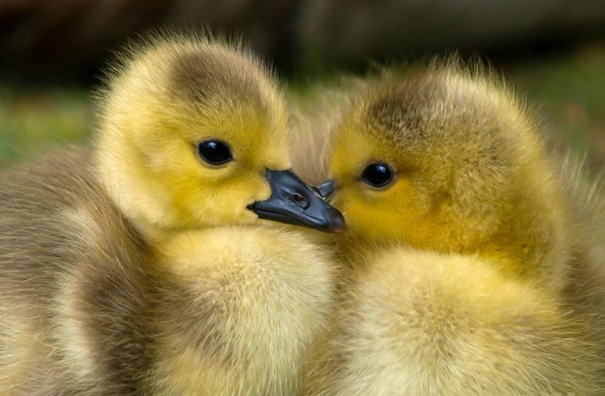 Two fluffy duck chicks snuggle together.