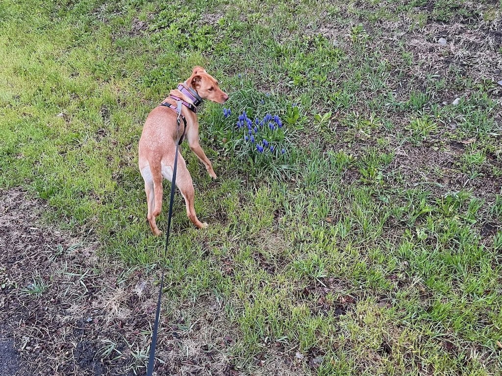 A brown dog checking out purple flowers in a yard.