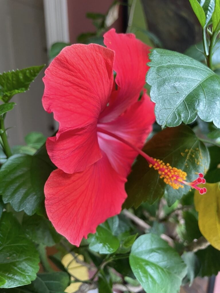 A bright red flower bloom with a prominent stamen hovering above a leafy background.