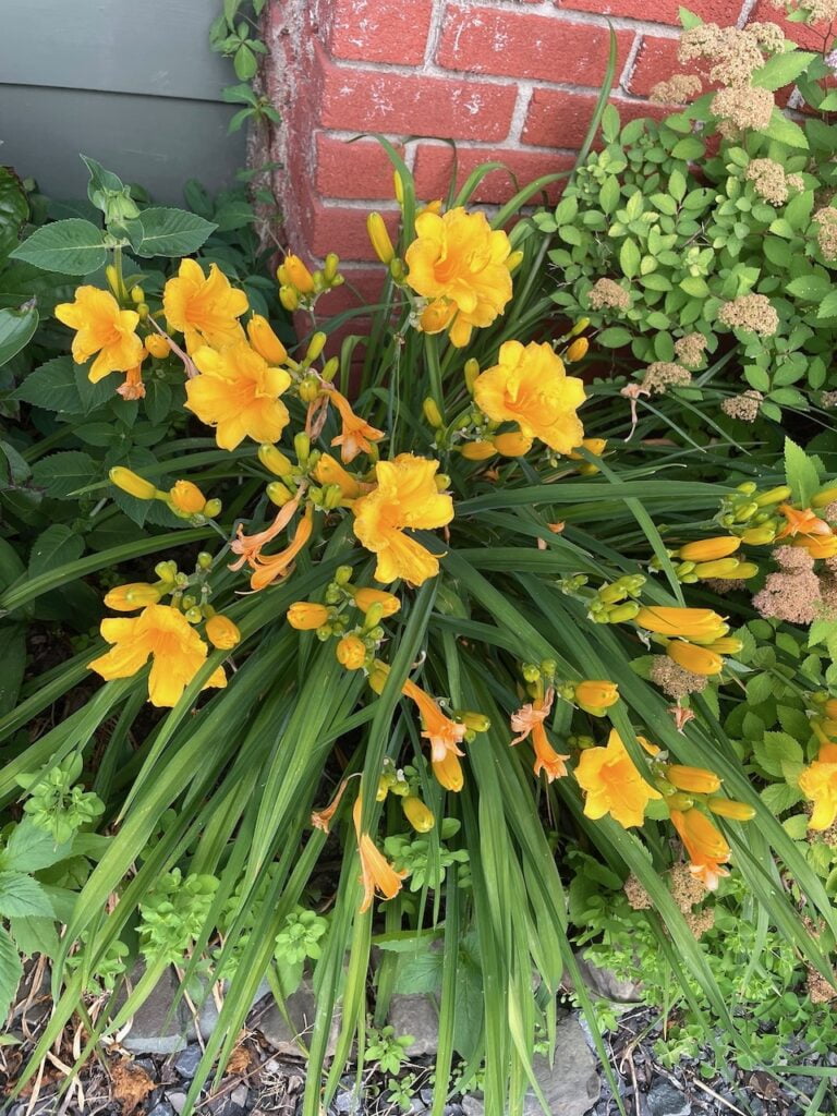Bright, yellow flowers in front of a brick chimney.