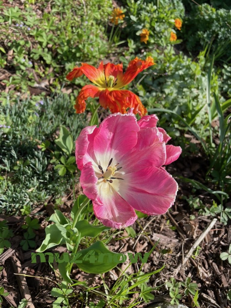 A pink bloom in the foreground looks vibrant in the sunshine. Behind it is a withered, orange bloom that does not look like it will recover.