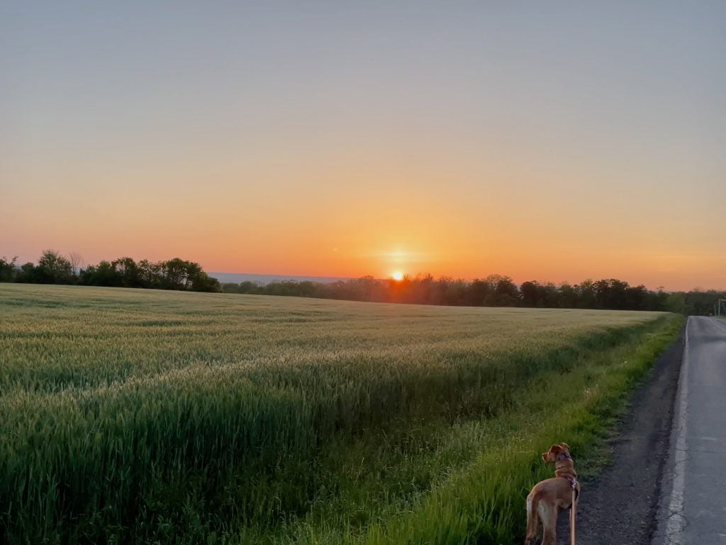 Recovery Sunrise - a brown dog looks out over a field as the sun rises on the horizon.