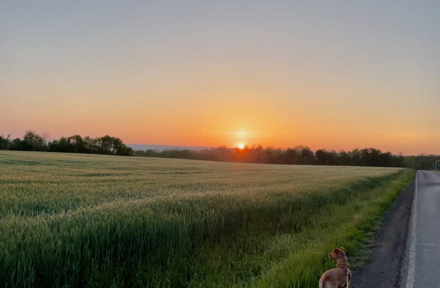 Recovery Sunrise - a brown dog looks out over a field as the sun rises on the horizon.