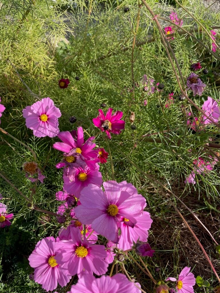 More bright pink blooms with a honey bee appreciating the one in the center of the photo.