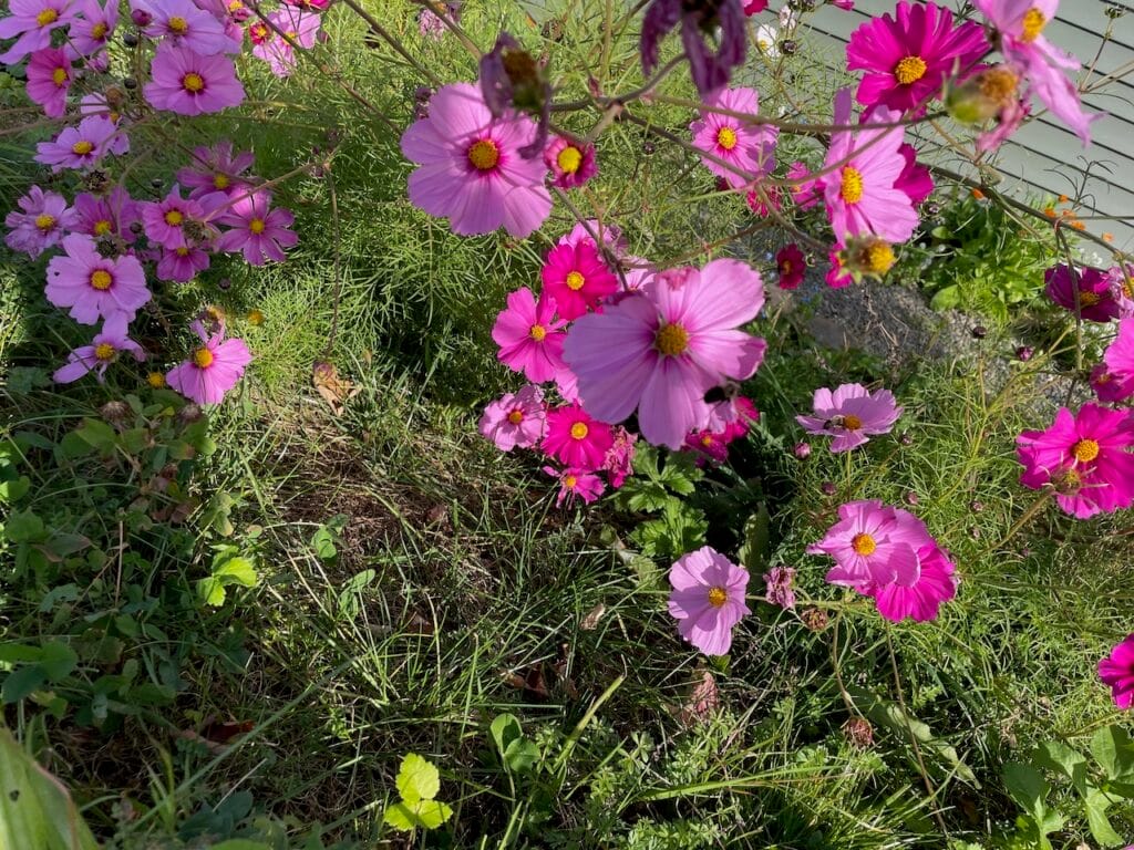Many pink blooms with fading, yellow centers are enjoyed by honey bees.