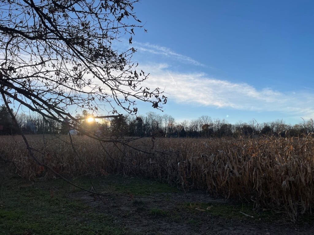 The sun shines between the almost bare limbs of a tree. Behind the tree is a dry cornfield and a line of trees on the horizon. There are a few wispy clouds in the blue sky.