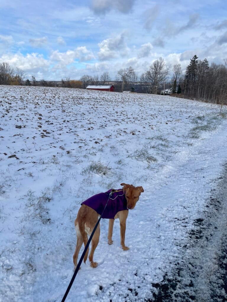 A brown dog on a leash and wearing a purple jacket stands in a snowy field. Beyond the field we see line of trees and the sky with a mixture of clouds and blue.