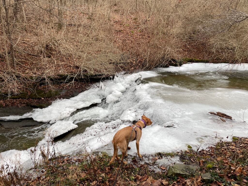 A brown dog looks out over a frozen waterfall.