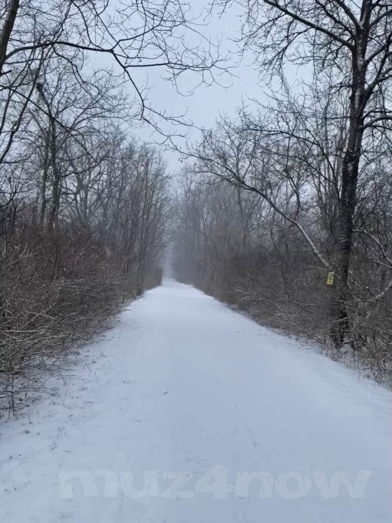 A snowy trail tracks straight through a winter forest.