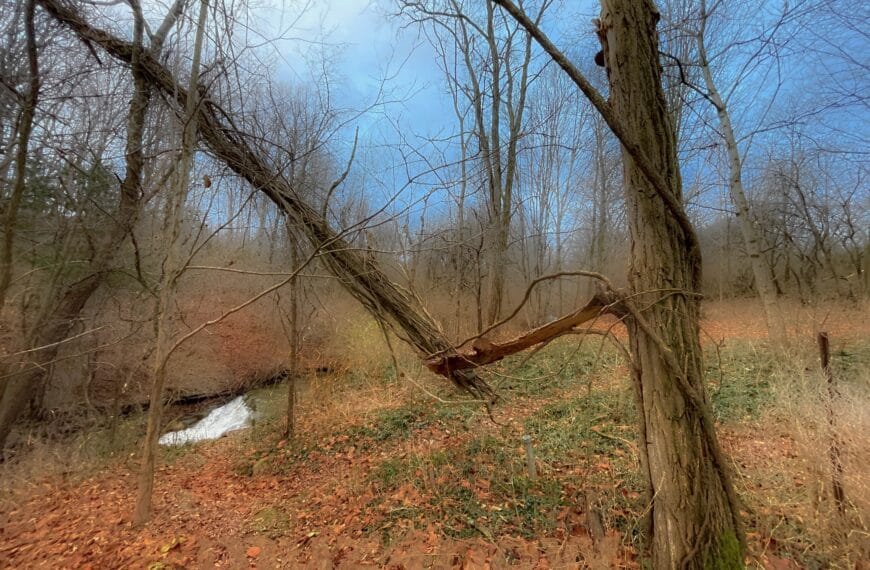 A winter forest of truly bare trees, one of them fallen and cradled by another tree, with a small waterfall running through it.
