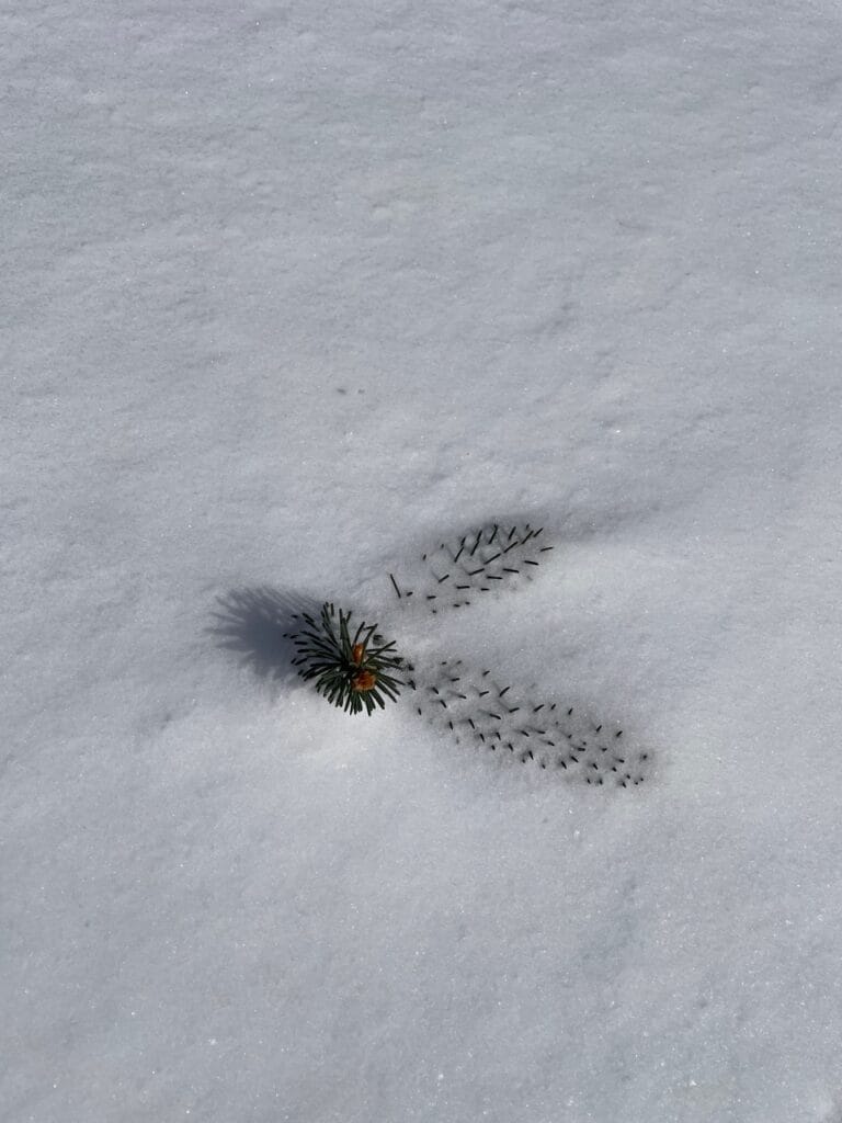 The end of an evergreen limb is covered by snow. A small segment of the branch is above the snowline and casting a shadow off to the left.