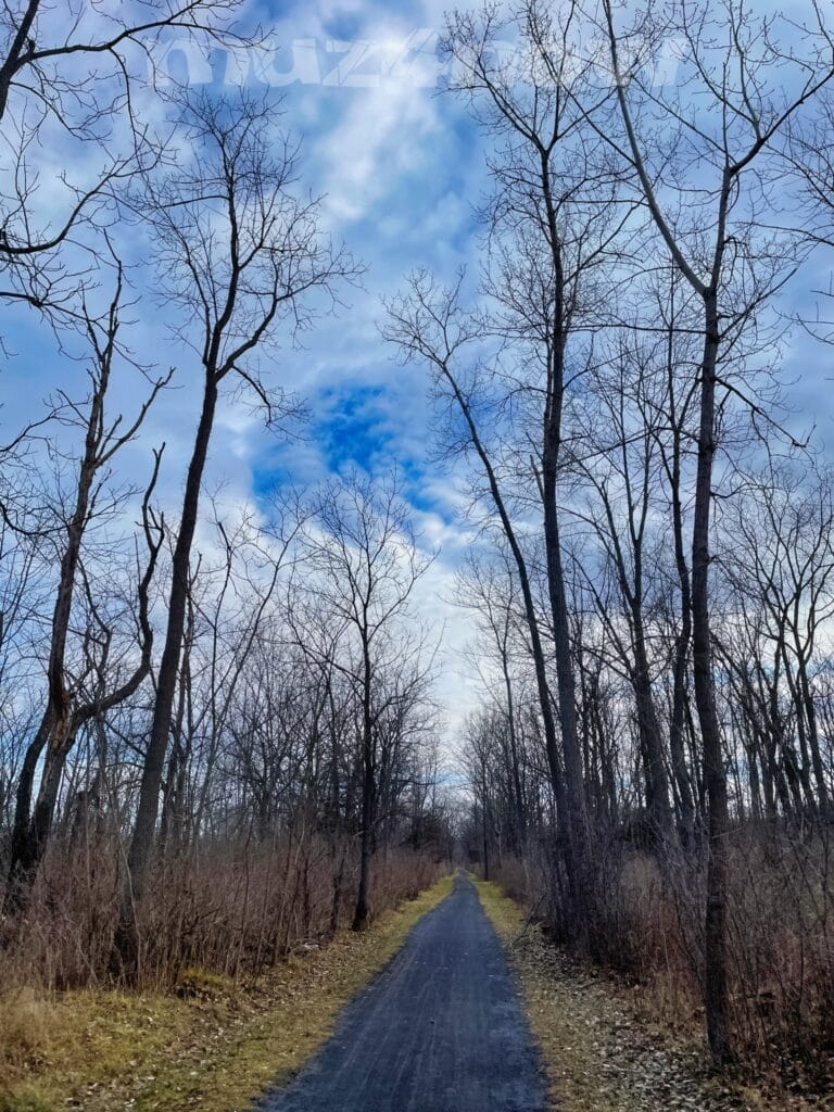 A trail seems to track straight ahead for miles through a winter forest. The sky is mostly cloudy with a bright blue patch visible between the trees.