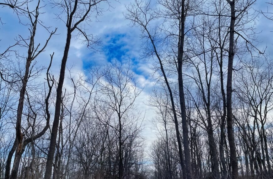 A trail seems to track straight ahead for miles through a winter forest. The sky is mostly cloudy with a bright blue patch visible between the trees.