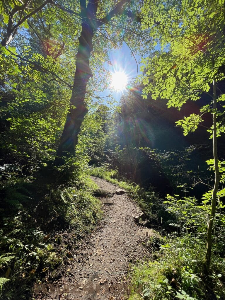 A dirt trail in the forest with the sun shining between the trees. The stranger comes to us vulnerable. How will we treat them?