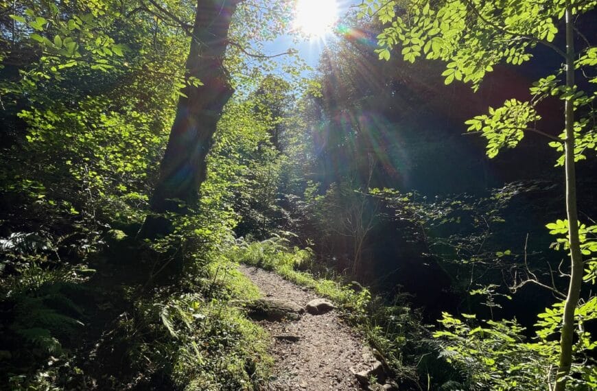 A dirt trail in the forest with the sun shining between the trees. The stranger comes to us vulnerable. How will we treat them?