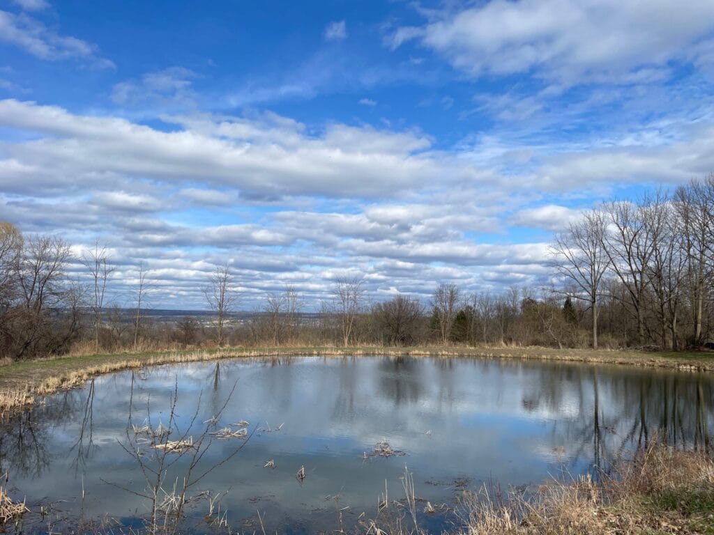 A round pond reflects the fluffy clouds in the blue sky and the shrubs surrounding it.